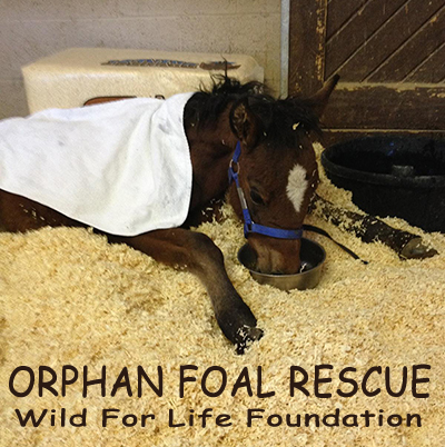 WFLF orphan Foal Rescue