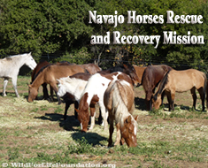 Mustang rescue program