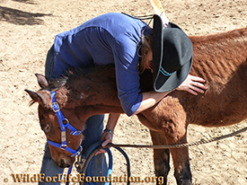 Orphan foal rescue