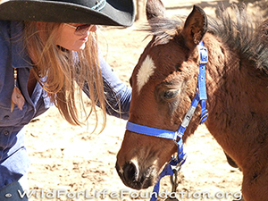 Rescue Responder Katia Louise tends to rescue baby orphan foal