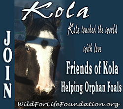 Friends of Kola