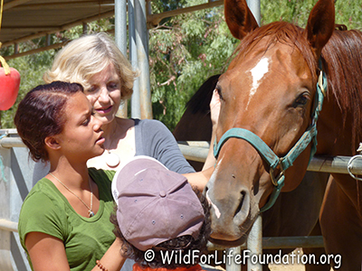 Volunteers help rescue horses