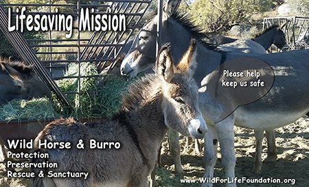 WFLF Rescued burros - Lifesaving Mission