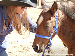 Rescued Navajo foal