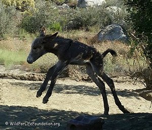 Radar jumping for joy