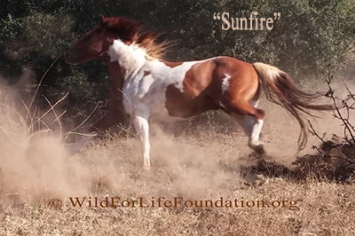 Sunfire