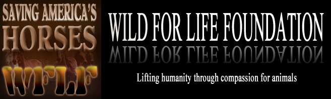 WFLF Header BNR
