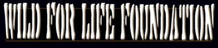 WFLF Header BNR