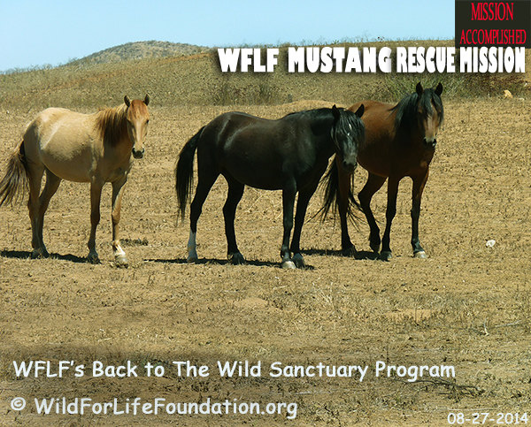 mustangs saved by WFLF