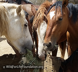 WFLF rescued colts