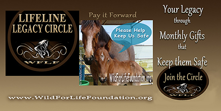 Lifeline Legacy Circle - Keep them Safe
