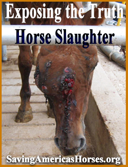 Exposing the truth about Horse Slaughter