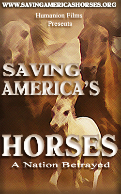 Saving Ameroca's Horses