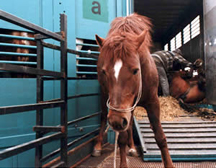 Horses Going to Slaughter