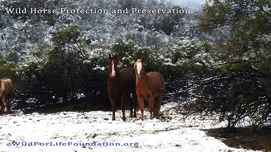 Wild Horse protection