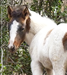 baby foal saved through WFLF pregnant mare rescue