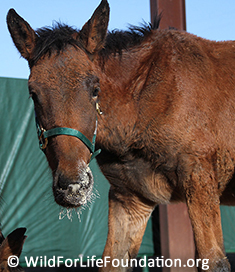 Orphan baby foal saved from slaughter