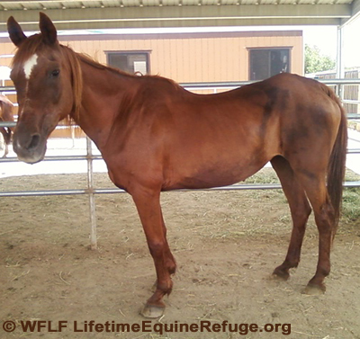 Rescue horse get new chance at life