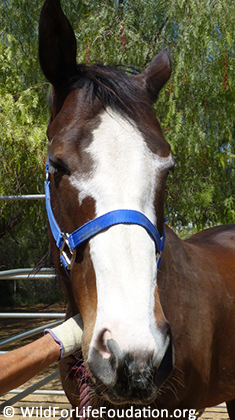 Rescued racehorses saved from slaughter