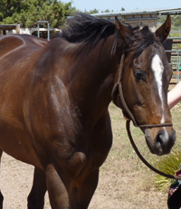 Off track Thoroughbred - 2nd chance at life