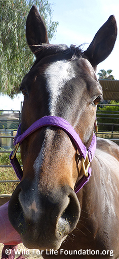 Former racehorse saved from slaughter