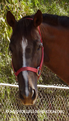 Rescued racehorse saved from slaughter