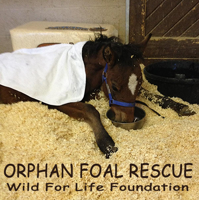 WFLF Orphan Foal Rescue