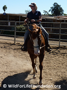 Saved horses get 2nd chance through training