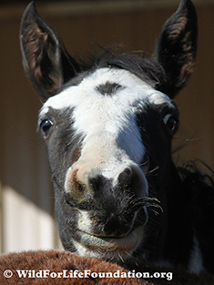 Baby orphan foal saved from slaughter