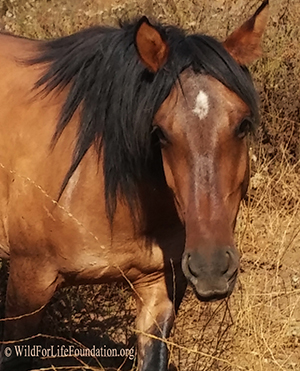 Wild mustang saved from slaughter