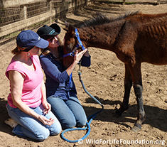 Orphan bay foals saved from slaughter by WFLF