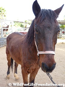 BLM mustang saved from slaughter