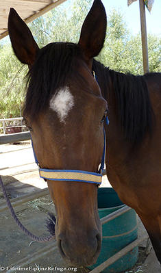 Throughbred saved from brink of death