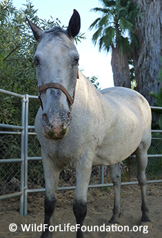 Saved from slaughter