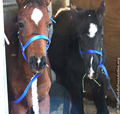 Orphan bay foals saved from slaughter