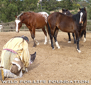 compassion and prayers for horses