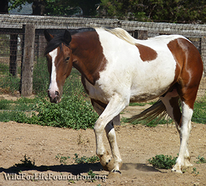 wild mustang safe at sanctuary