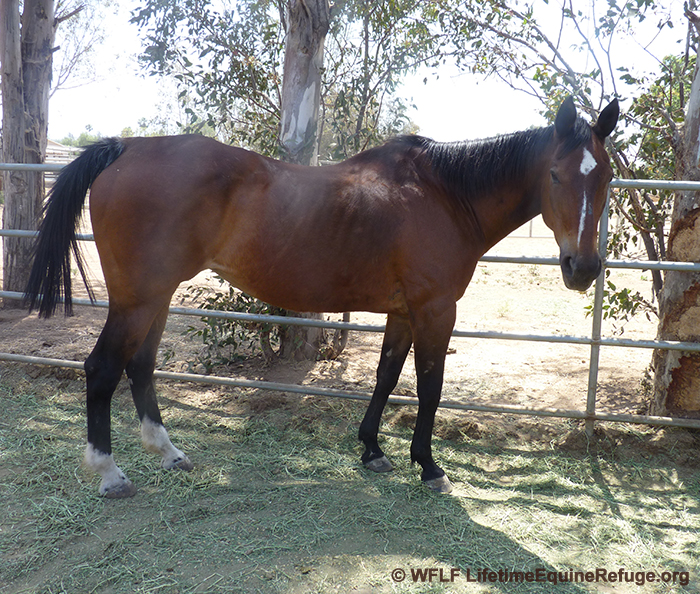 Rescued senior - saved 