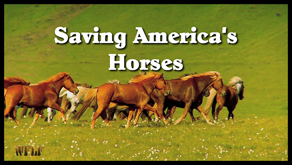 Saving America's Horses