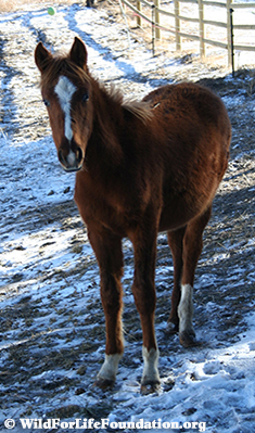 Orphan foal saved from slaughter by WFLF