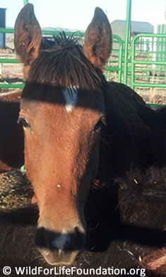 Orphan baby foal saved from slaughter