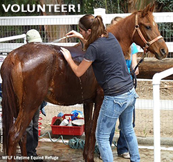 Wild For Life Foundation Volunteer Program