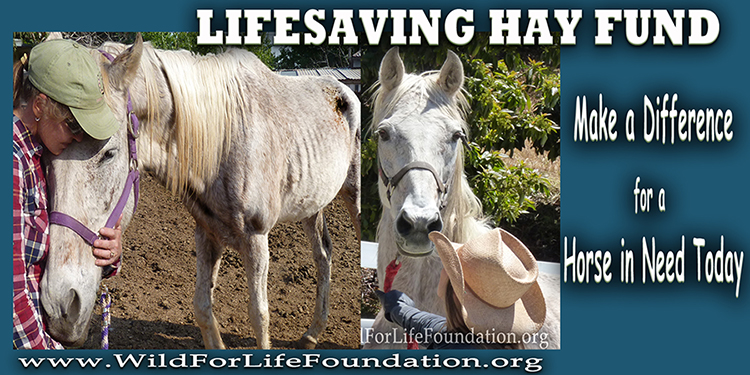 WFLF - Help save lives with Lifesaving hay