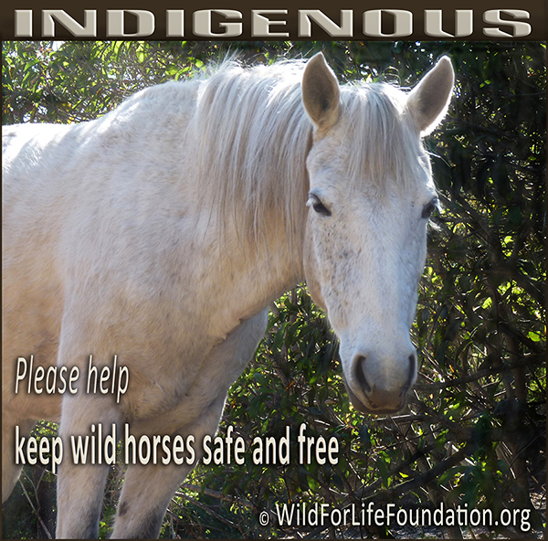 horses are indigenour