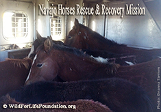 WFLF Orphan Baby Foal Rescue