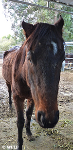 Former racehorse saved from brink of death