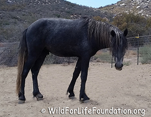 colts saved from slaughter