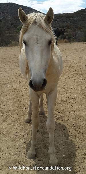 colts saved from slaughter